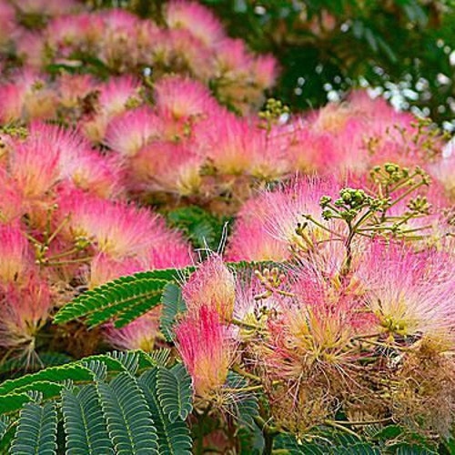 Silk Tree (Mimosa Tree) Seeds (Hummingbird Favorite)