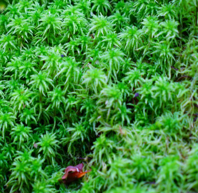 Sphagnum moss