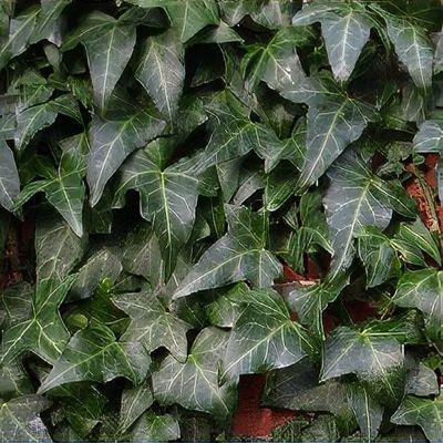 Hedera helix 'Chicago' - Shoot