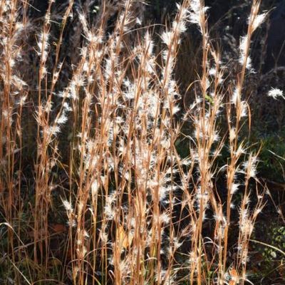 Andropogon virginicus - Shoot
