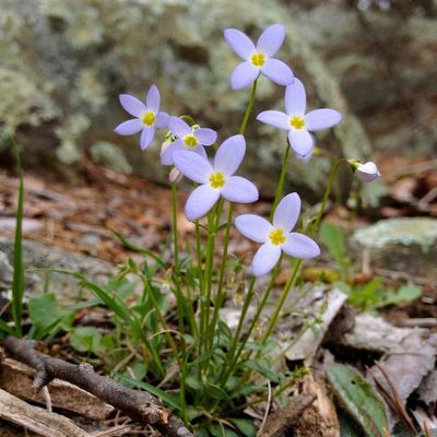 Houstonia caerulea - Shoot