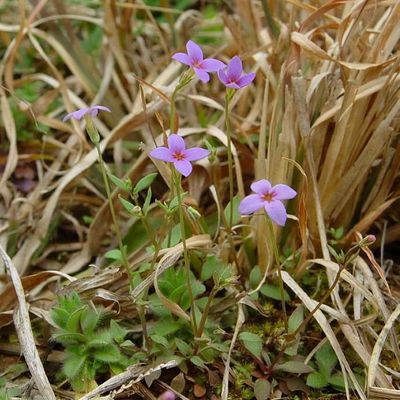 Houstonia pusilla - Shoot