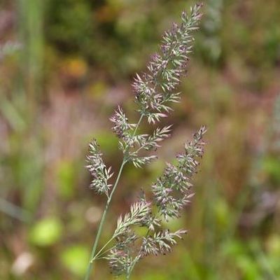 Calamagrostis canadensis - Shoot
