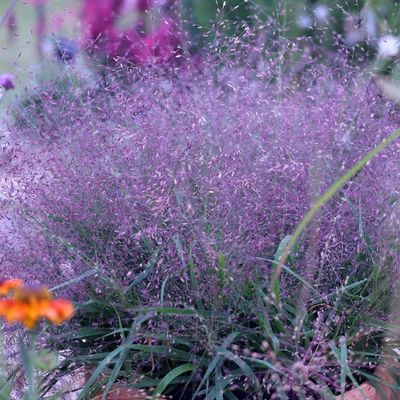 Eragrostis spectabilis - Shoot