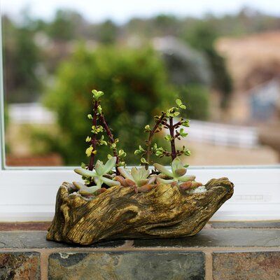 Loon Peak® Kellar Ceramic Pot Planter in Brown, Size 2"H X 3"W X 6"D |  Wayfair | Succulent garden diy, Planters, Succulent garden design