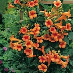 Pin auf Garten