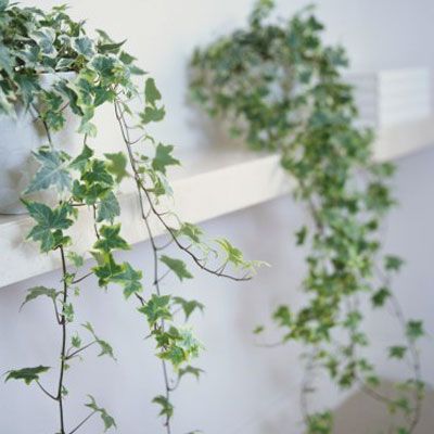 Common name: english ivy Scientific name: Hendra helix Uses: prevent intoxication, reduce swelling, and a… | Air purifying house plants, Houseplants, Healthy plants