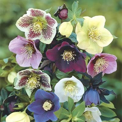 Spring Hill Nurseries Deluxe Lenten Rose Mixture (Hellebore), Live Bareroot  Plant, Multiple Colored Pe… | Spring hill nursery, Lenten rose, Long  blooming perennials