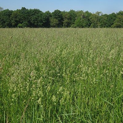 Orchard Grass Seeds, Dactylis glomerata | American Meadows | Orchard grass, Grass seed, American meadows