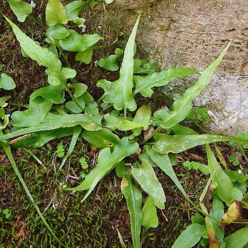 Asplenium rhizophyllum - Shoot