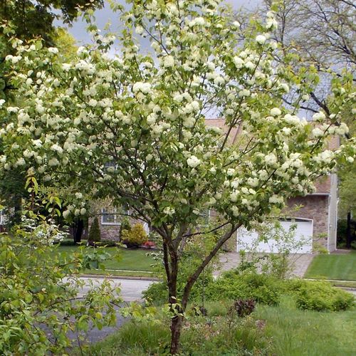 Viburnum prunifolium - Shoot