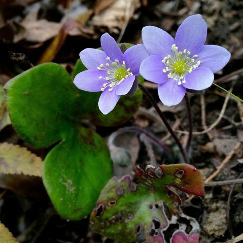 Hepatica nobilis var. obtusa - Shoot