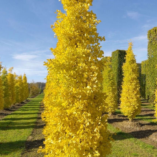 Ginkgo biloba 'Blagon' - Shoot