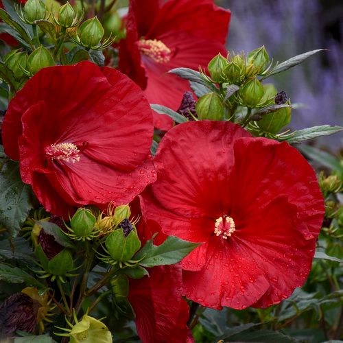 Summerific® 'Cranberry Crush' - Rose Mallow - Hibiscus hybrid