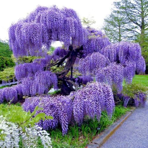 5 Chinese Blue Wisteria sinensis Tree Seeds Fast Climber Flower Vine Hardy  Plant | eBay
