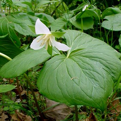 Trillium flexipes | Bent White Trillium | plant lust