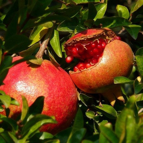 Pomegranate Fruit Tree Seeds (punica Granatum) 15+seeds - Etsy