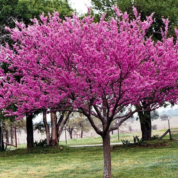 Image result for redbud tree