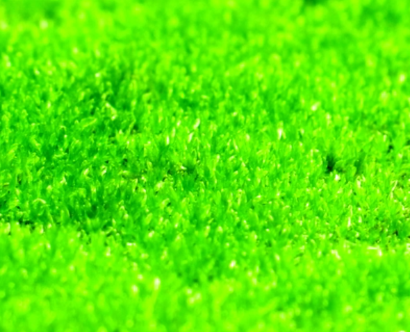 Carpet moss