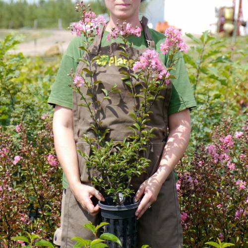 Myrtle, crape pink : buy Myrtle, crape pink / Lagerstroemia indica rosea