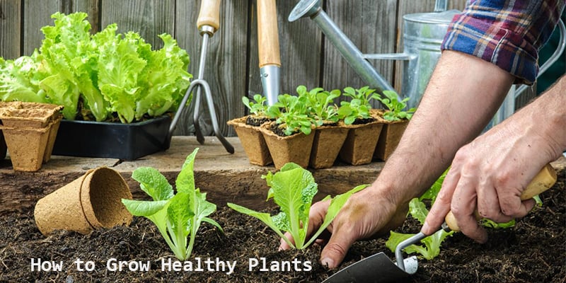 How to Grow Healthy Plants at Home in 5 Easy Steps