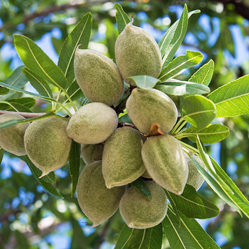 Almond 'Robijn' Tree Bare Root | YouGarden