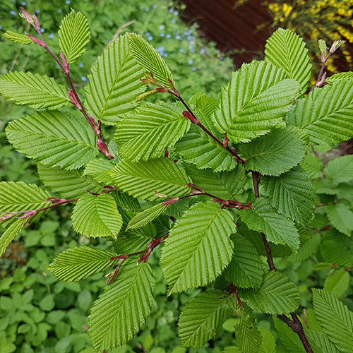 Carpinus betulus (Hornbeam) 3L | YouGarden