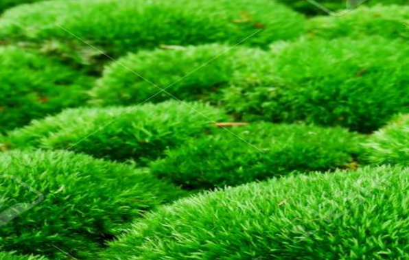 Cushion moss