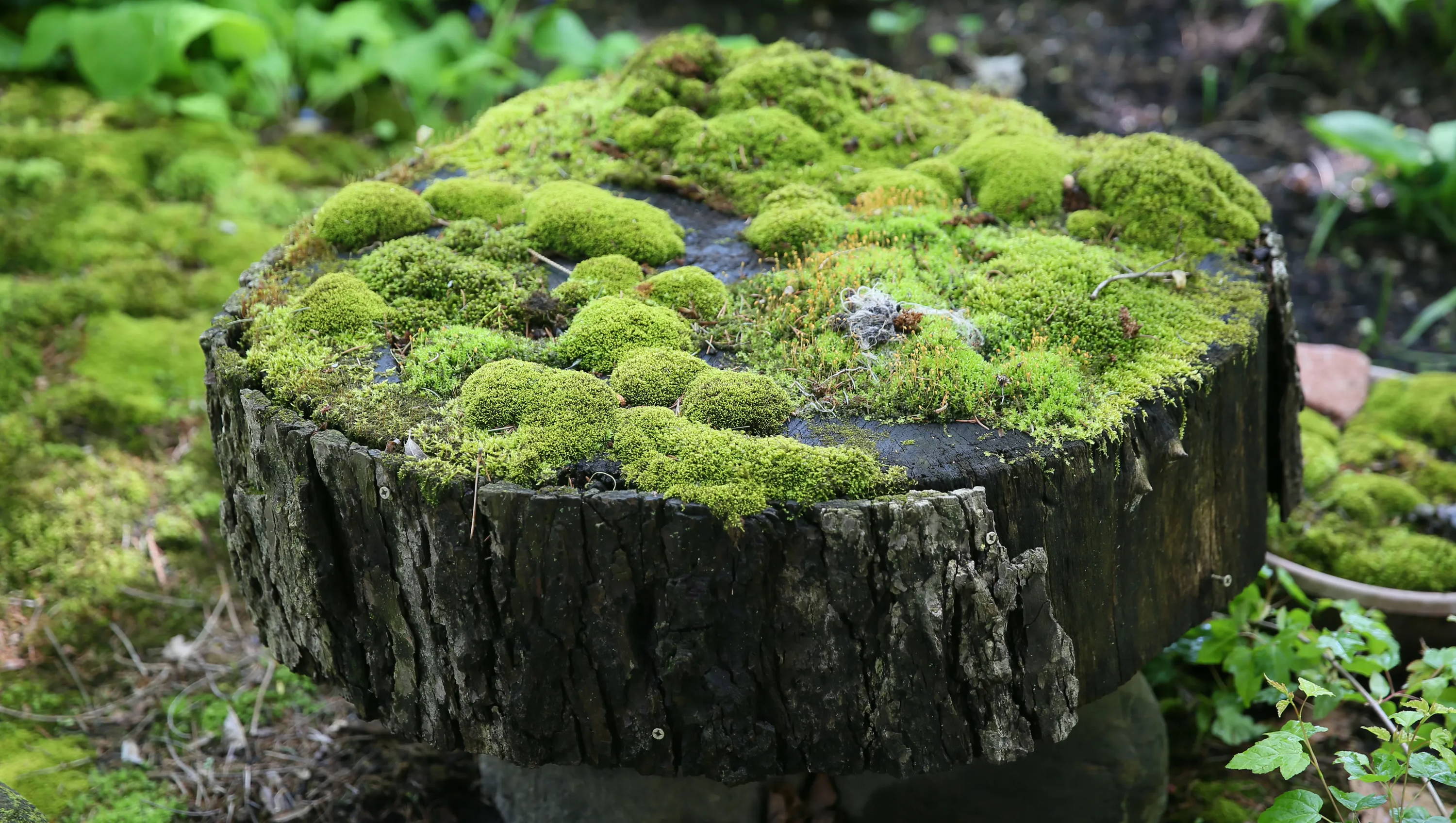 Live moss growing on a tree trunk.