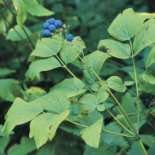 Blue cohosh - Fine Gardening