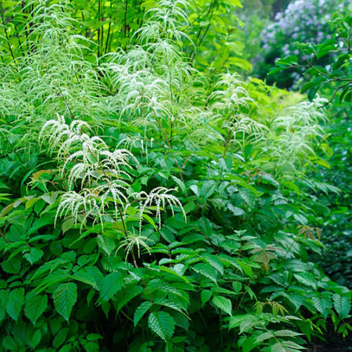 Goatsbeard - Fine Gardening