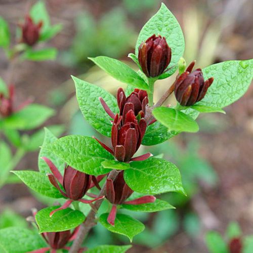Carolina allspice - Fine Gardening