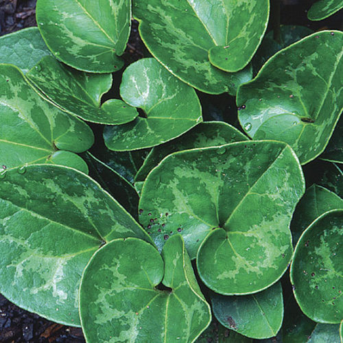 Evergreen wild ginger - Fine Gardening