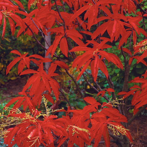 Sourwood - Fine Gardening