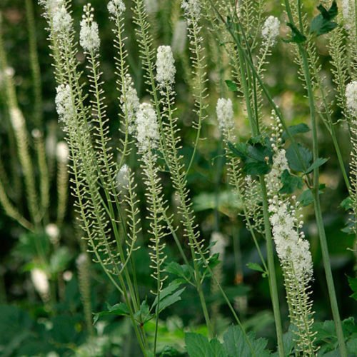 Black cohosh - Fine Gardening