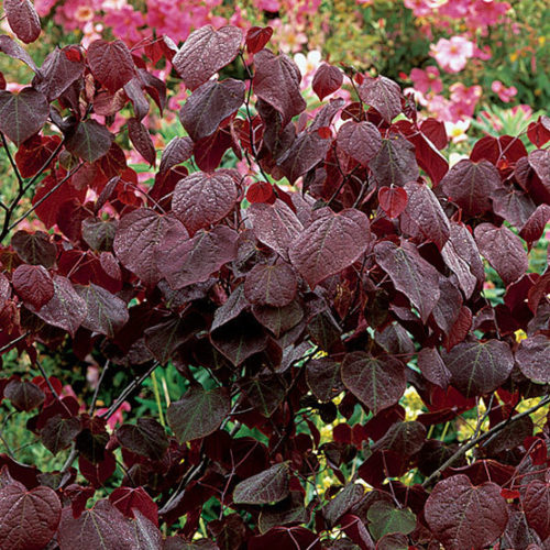 Forest Pansy' Eastern redbud - Fine Gardening
