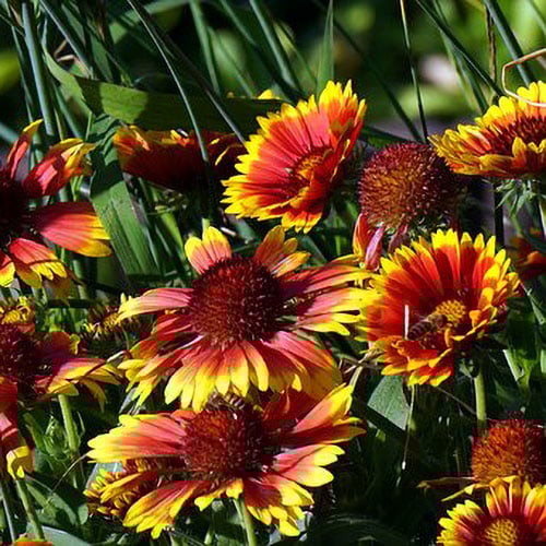 Blanket Flower - WillhiteSeed.com
