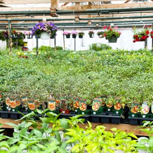 TOP 10 BEST Tree Nursery in Nashville, TN - Updated 2024 - Yelp
