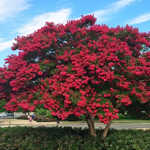 Dynamite Crape Myrtle