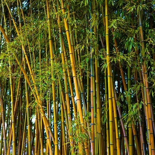 Golden Bamboo