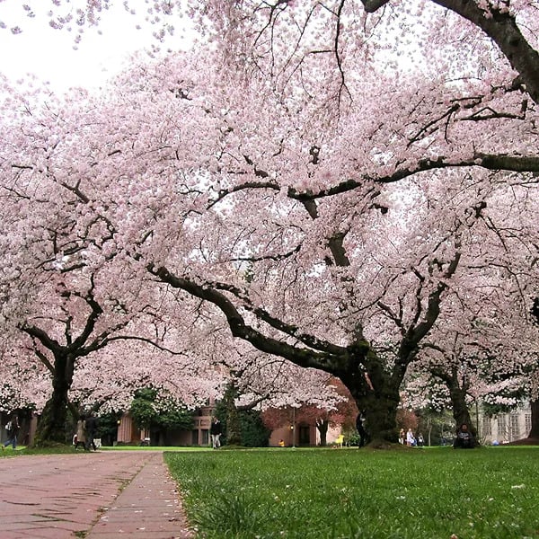 Yoshino Cherry For Sale | The Tree Center