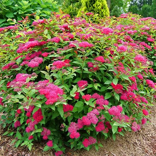 Spirea Japonica 'Double Play Doozie '