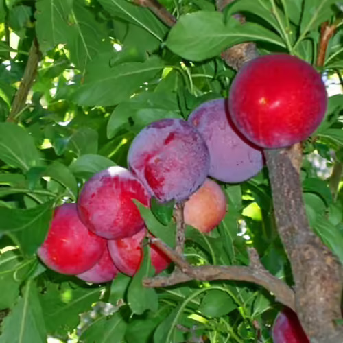 Red June Plum Tree