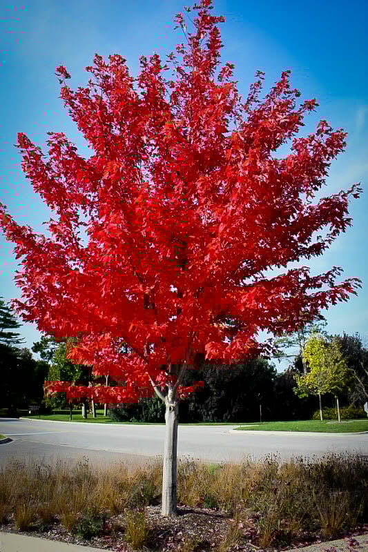 Autumn Flame Red Maple For Sale | The Tree Center
