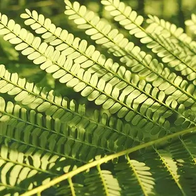 The 10 Most Hardy Native Ferns to Plant in Your Garden - TN Nursery