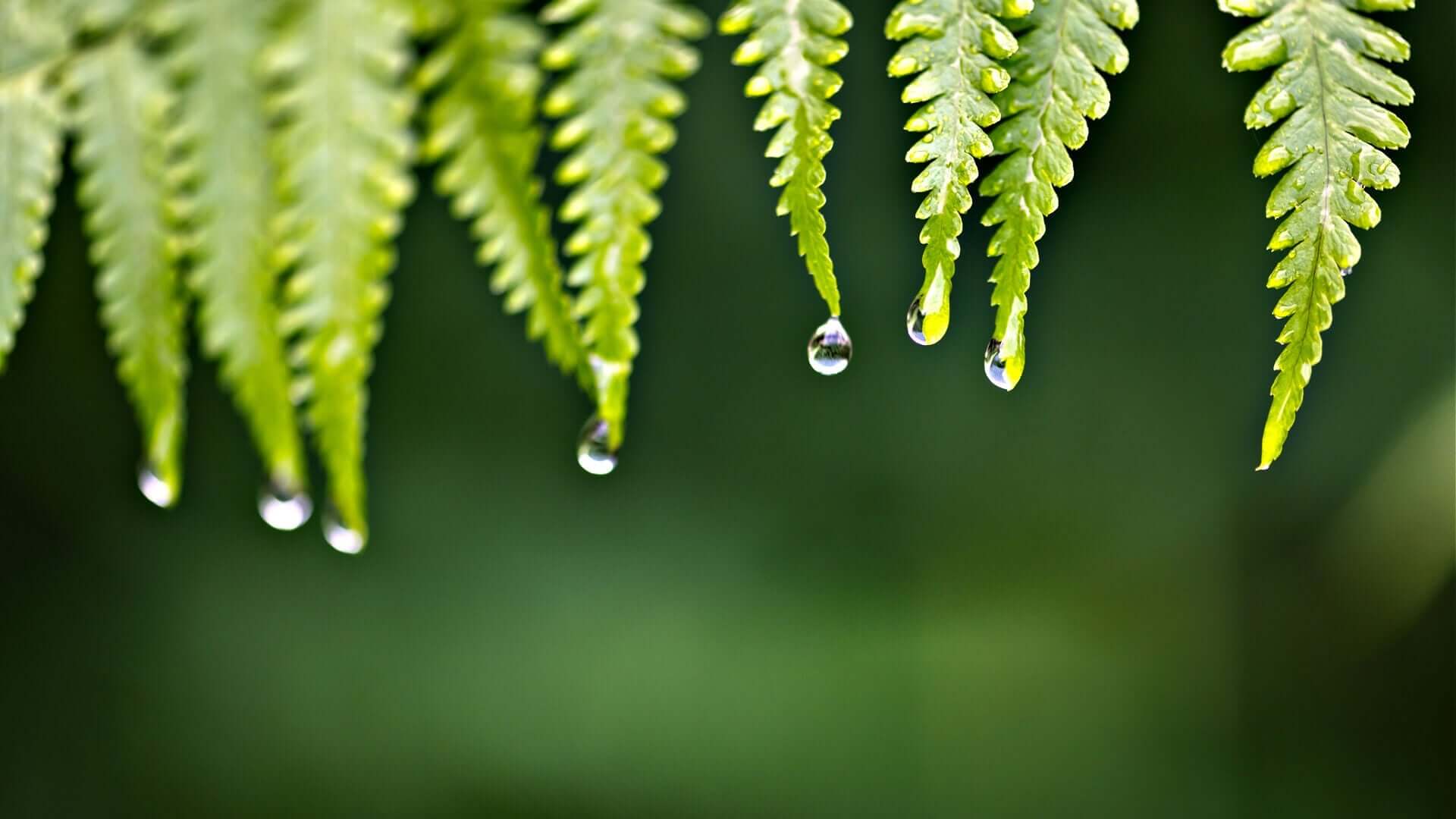 Native Ferns for Wildlife Gardens: A Haven for Birds and Insects - TN Nursery