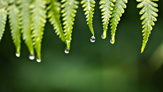 Native Ferns for Wildlife Gardens: A Haven for Birds and Insects - TN Nursery