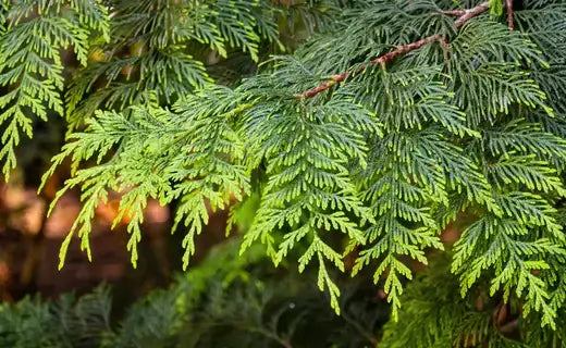 The Enchanting World of Evergreens - TN Nursery