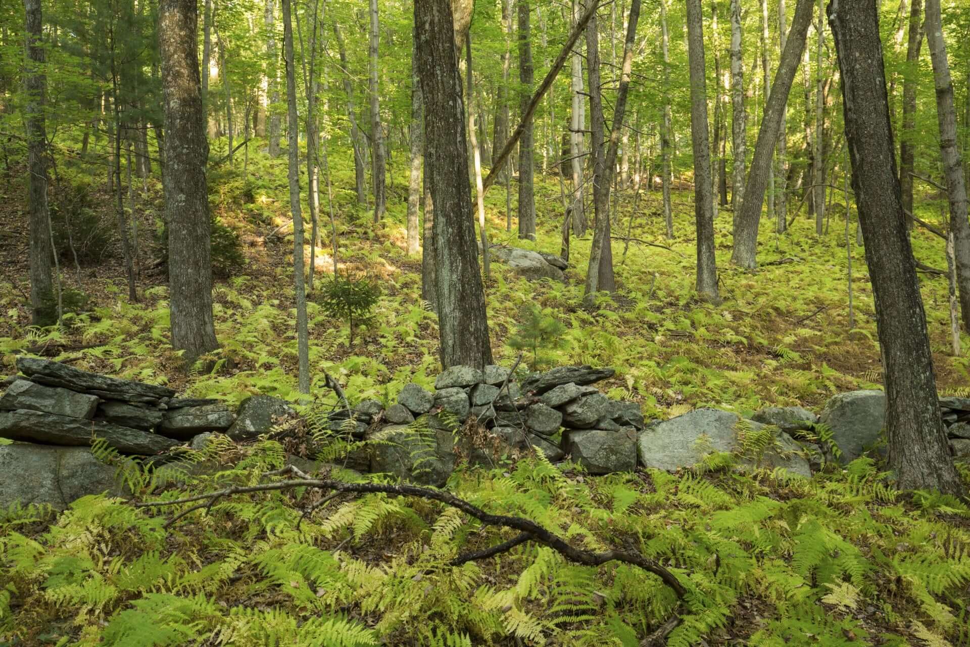 Hay scented fern amid mossy gray stone wall in dense forest