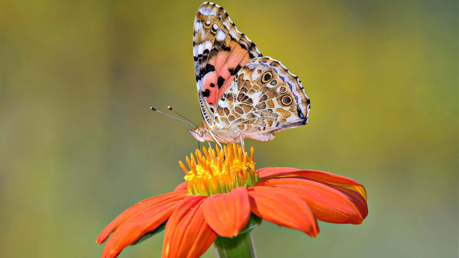 Vibrant orange zinnia with yellow center and butterfly at risk of extinction